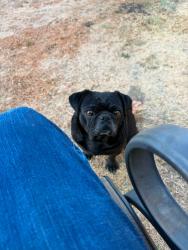 Lost Male Dog last seen Near st Merced, Merced, CA 95340