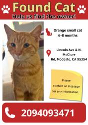 Found/Stray Unknown Cat last seen Lincoln Ave & N. McClure Rd Modesto CA 95354, Modesto, CA 95354
