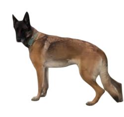 Lost Female Dog last seen Ynez and overland, Temecula, CA 92591