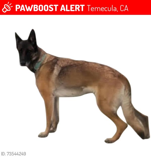 Lost Female Dog last seen Ynez and overland, Temecula, CA 92591