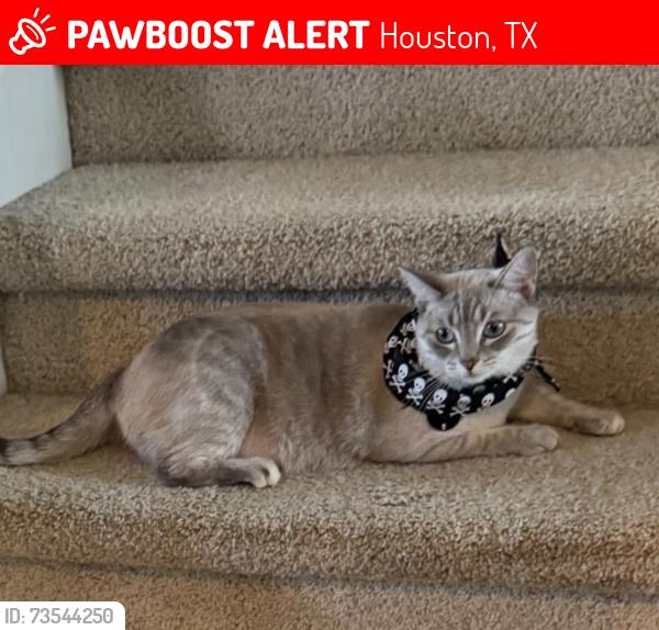 Lost Female Cat last seen Near Summerfair ct, Houston, TX 77044