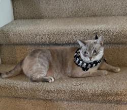 Lost Female Cat last seen Near Summerfair ct, Houston, TX 77044