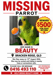 Lost Female Bird last seen 7/22 Gawler cres pool, Bracken Ridge, QLD 4017
