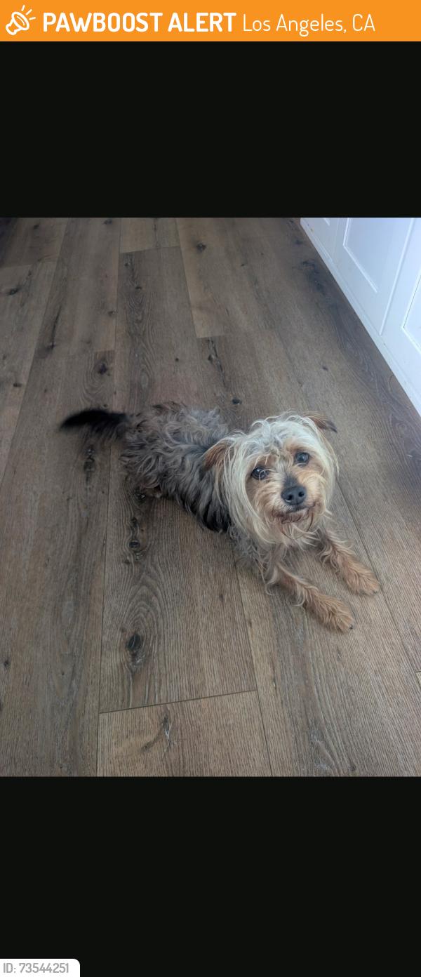 Found/Stray Male Dog last seen Buckler and 59th street, Los Angeles, CA 90043