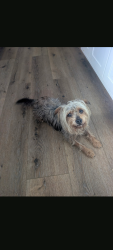 Found/Stray Male Dog last seen Buckler and 59th street, Los Angeles, CA 90043