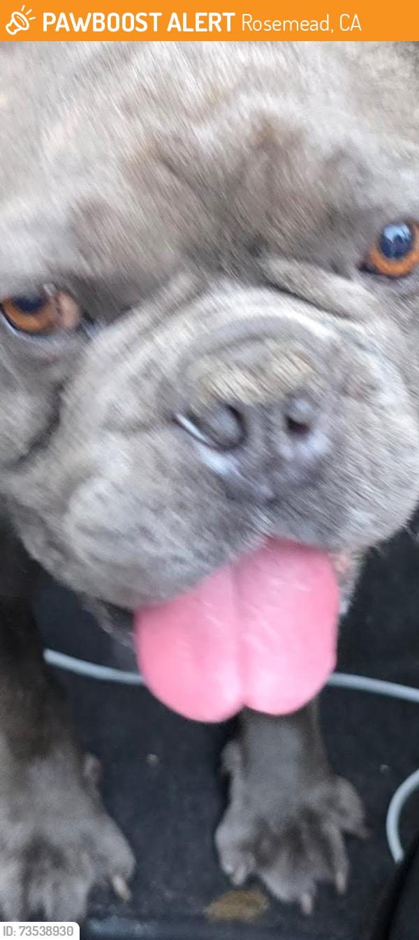 Found/Stray Male Dog last seen Garvey, Rosemead, CA 91770