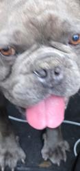 Found/Stray Male Dog last seen Garvey, Rosemead, CA 91770