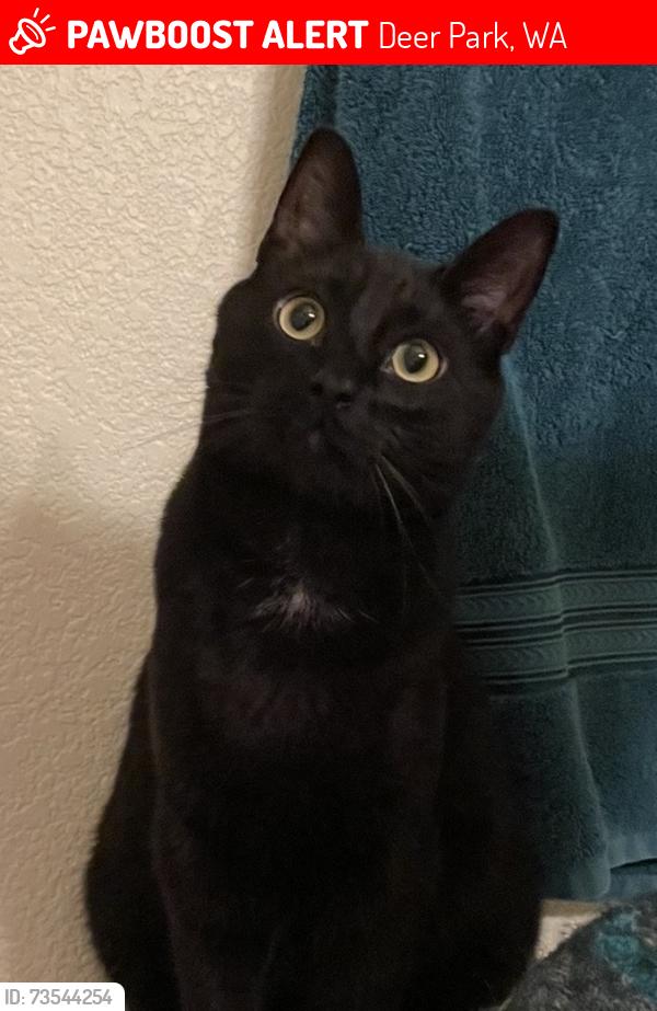 Lost Male Cat last seen Perry rd between Westmoreland and Deer Park-Milan, Deer Park, WA 99006