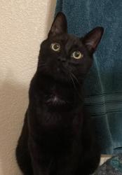 Lost Male Cat last seen Perry rd between Westmoreland and Deer Park-Milan, Deer Park, WA 99006