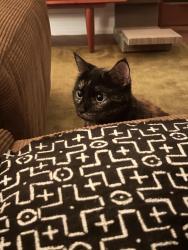 Lost Female Cat last seen Davenport & Symington, Toronto, ON M6N 2X6