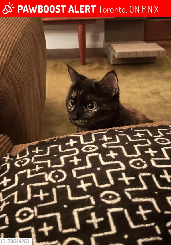 Lost Female Cat last seen Davenport & Symington, Toronto, ON M6N 2X6