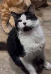 Lost Male Cat last seen Tamarack and central Ave, Brea, CA 92821
