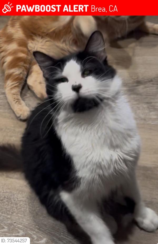 Lost Male Cat last seen Tamarack and central Ave, Brea, CA 92821