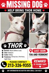 Lost Male Dog last seen Vermont and 106th street, Los Angeles, CA 90044