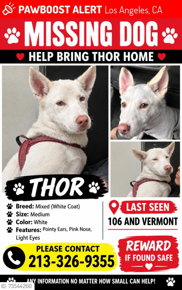 Lost Male Dog last seen Vermont and 106th street, Los Angeles, CA 90044