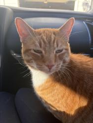 Reunited Male Cat last seen Canton orthodontics, Canton, GA 30114