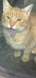 Found/Stray Male Cat last seen Burn rd, Arlington, WA 98223