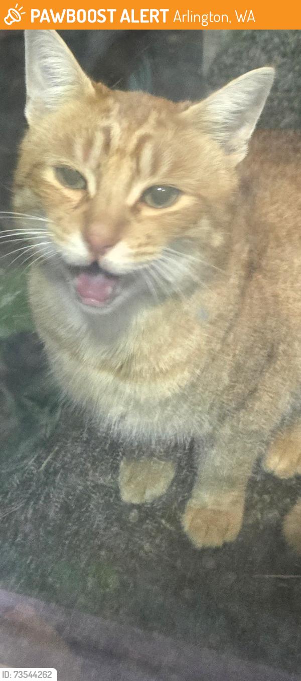 Found/Stray Male Cat last seen Burn rd, Arlington, WA 98223