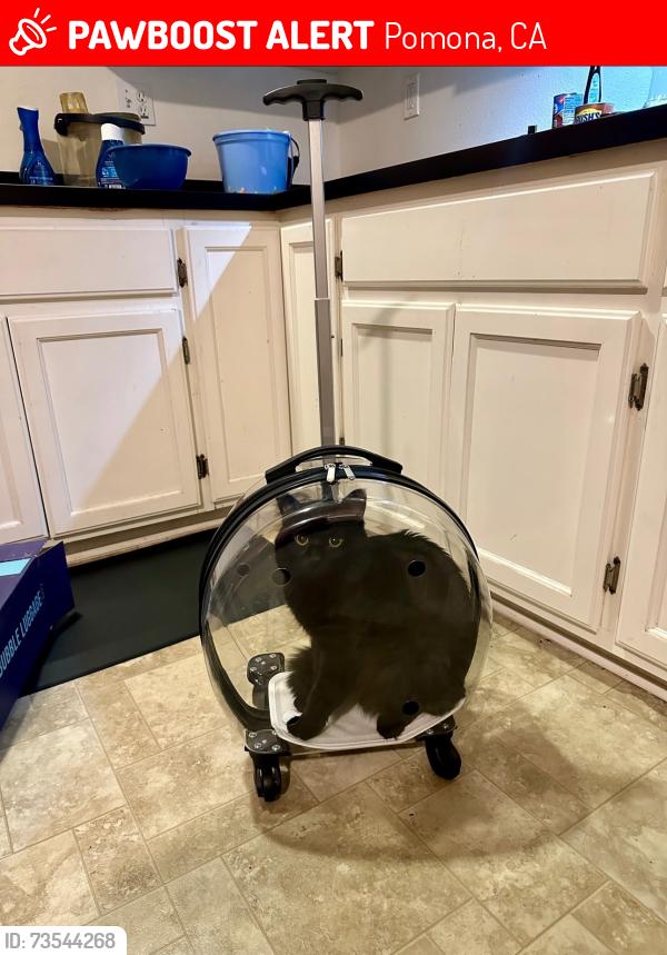 Lost Male Cat last seen White Ave Phillips, Pomona, CA 91766