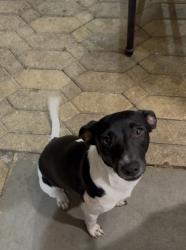 Lost Female Dog last seen West gate, Westgate, FL 33409