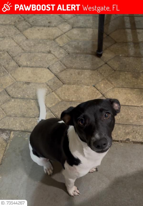 Lost Female Dog last seen West gate, Westgate, FL 33409