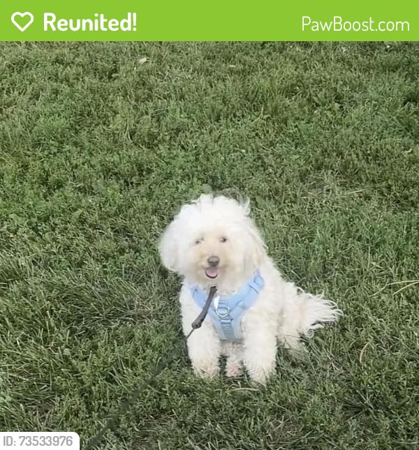 Reunited Female Dog last seen Saint ann, Saint Ann, MO 63074