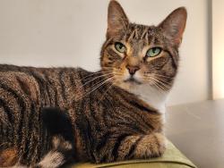 Lost Female Cat last seen Roberts Avenue, Box Hill South, Box Hill South, VIC 3128