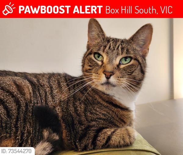 Lost Female Cat last seen Roberts Avenue, Box Hill South, Box Hill South, VIC 3128