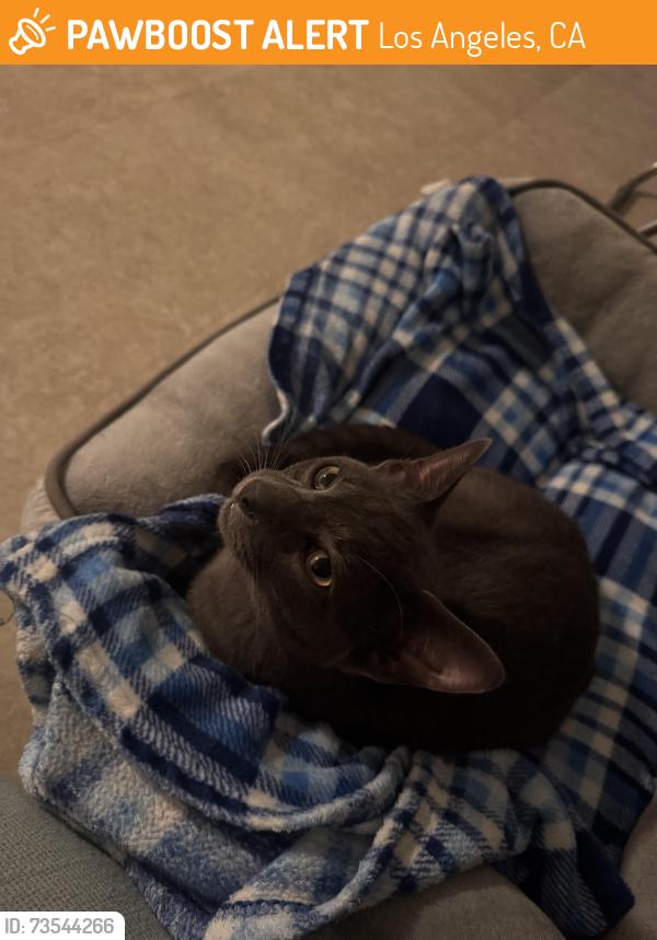 Found/Stray Male Cat last seen Tampa and Roscoe, Los Angeles, CA 91335
