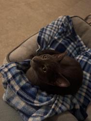 Found/Stray Male Cat last seen Tampa and Roscoe, Los Angeles, CA 91335