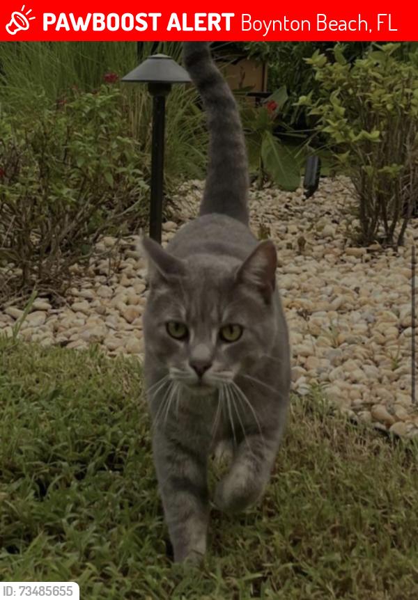 Lost Male Cat last seen Home, Boynton Beach, FL 33426