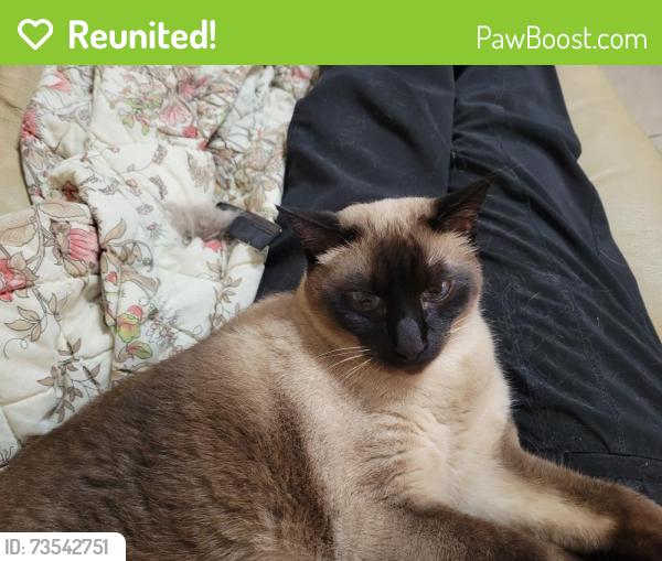 Reunited Male Cat last seen North Shores Golf Course, Stuart, FL 34994