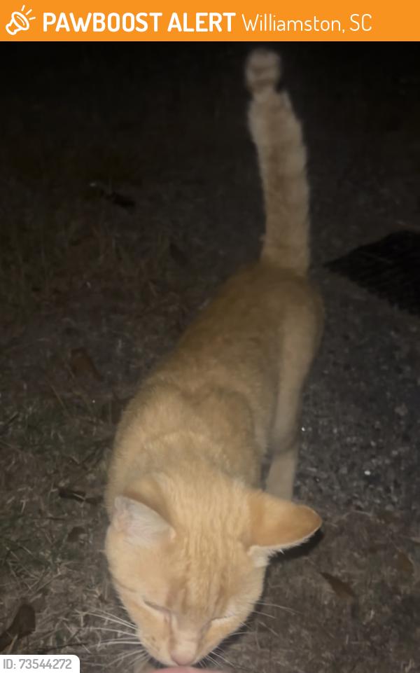 Found/Stray Female Cat last seen By the old mill at the intersection of broad, Williamston, SC 29697