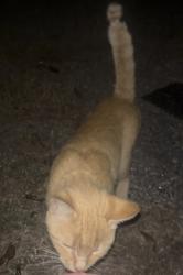 Found/Stray Female Cat last seen By the old mill at the intersection of broad, Williamston, SC 29697