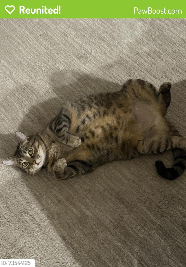 Reunited Female Cat last seen 14th ave sw Burien Wa, Burien, WA 98166