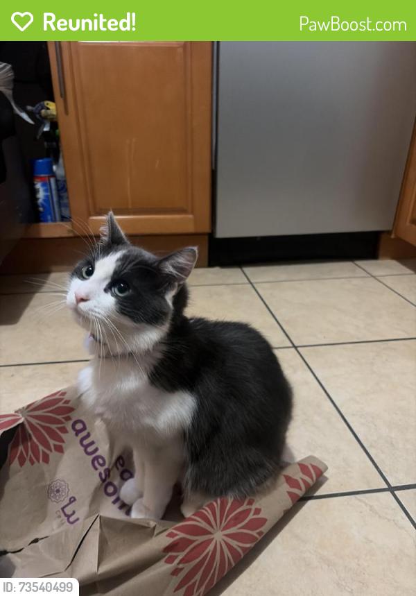 Reunited Male Cat last seen Woodrow St Daly City Ca, Daly City, CA 94014