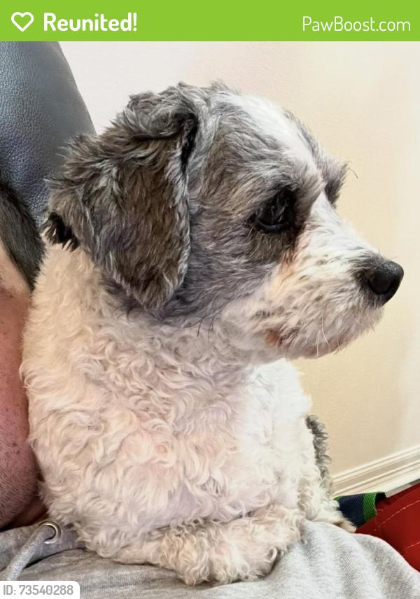 Reunited Male Dog last seen Ford road, Porter, TX 77339
