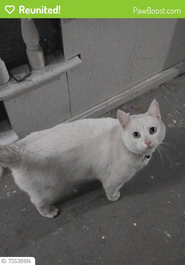 Reunited Male Cat last seen Natural history rd & Plantation st & Wigwam Hill drive, Worcester, MA 01605