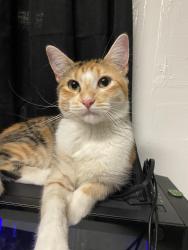 Lost Female Cat last seen 72nd Sheridan, Tacoma, WA 98408