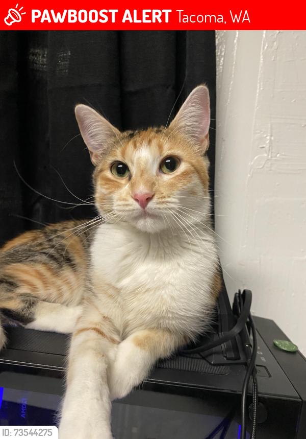 Lost Female Cat last seen 72nd Sheridan, Tacoma, WA 98408