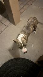 Found/Stray Female Dog last seen 48th street and Southern, Phoenix, AZ 85040