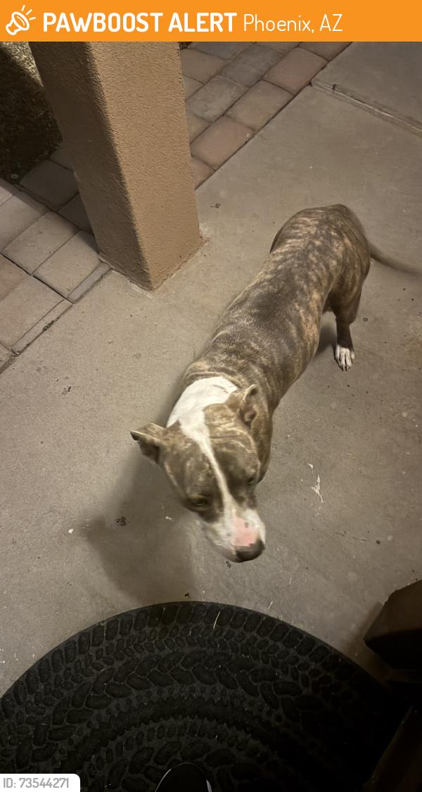 Found/Stray Female Dog last seen 48th street and Southern, Phoenix, AZ 85040
