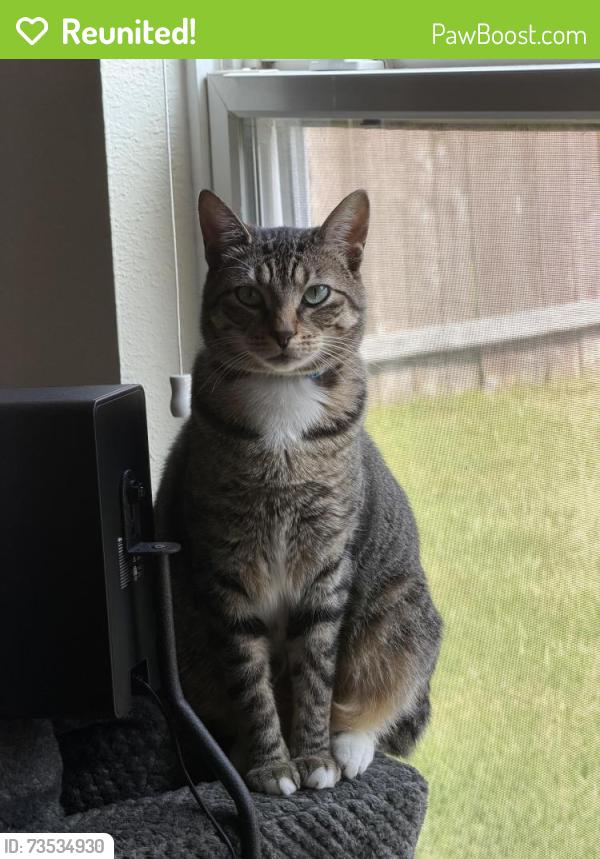 Reunited Female Cat last seen At home, Brookshire, TX 77423