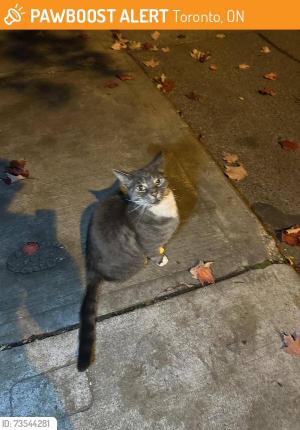 Found/Stray Unknown Cat last seen Delaney crescent and mechanic ave, Toronto, ON 