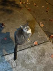 Found/Stray Unknown Cat last seen Delaney crescent and mechanic ave, Toronto, ON 