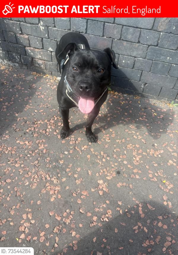 Lost Male Dog last seen Pegwell Drive, Salford, England 