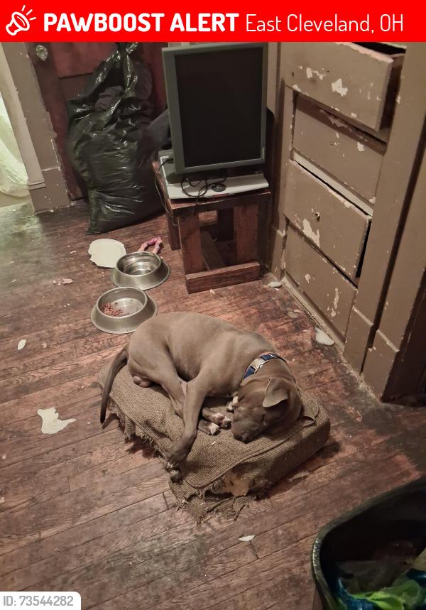 Lost Male Dog last seen Euclid, East Cleveland, OH 44112