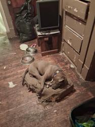 Lost Male Dog last seen Euclid, East Cleveland, OH 44112