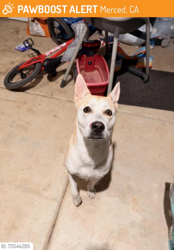 Found/Stray Male Dog last seen M St and W 7th, Merced, CA 95340