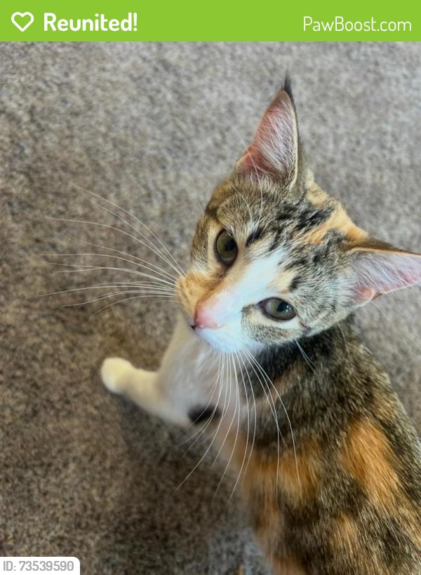 Reunited Female Cat last seen Kenworth Ave, Hamilton, OH 45013